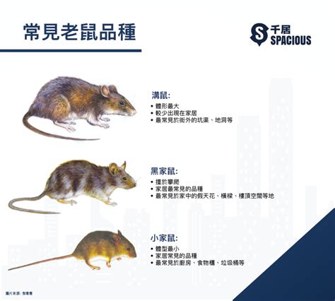 老鼠入屋|4种方法来防止老鼠进入你家